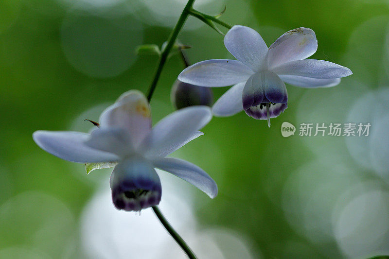 Anemonopsis macrophylla花